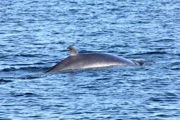 galapagos brydes whale GALAPAGOS ISLANDS DAY 2  Photo Gallery